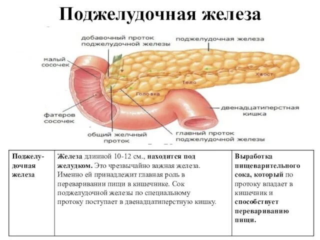 Поджелудочная железа