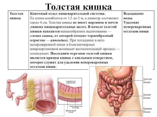 Толстая кишка