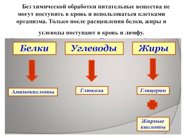 Без химической обработки питательные вещества не могут поступить в кровь и