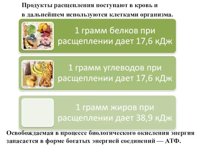 Освобождаемая в процессе биологического окисления энергия запасается в форме богатых энергией