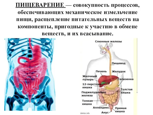 ПИЩЕВАРЕНИЕ — совокупность процессов, обеспечивающих механическое измельчение пищи, расщепление питательных веществ