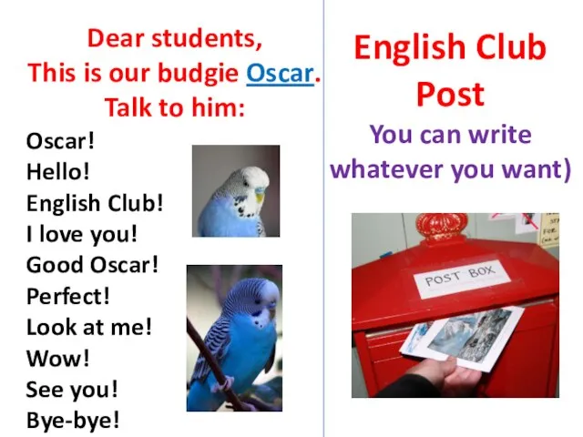 Dear students, This is our budgie Oscar. Talk to him: Oscar!