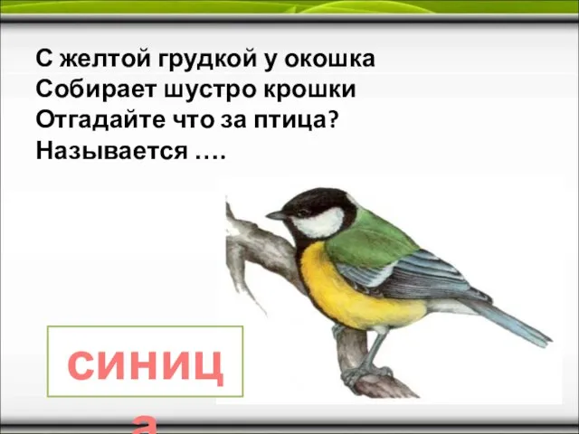 С желтой грудкой у окошка Собирает шустро крошки Отгадайте что за птица? Называется …. синица