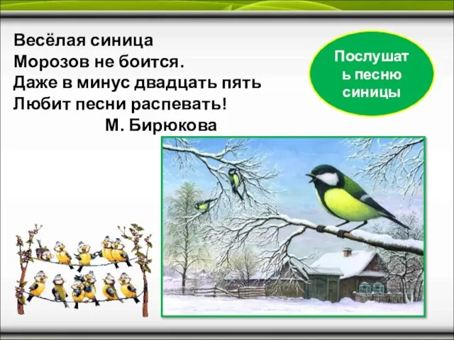 Весёлая синица Морозов не боится. Даже в минус двадцать пять Любит