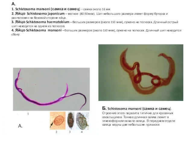 А. 1. Schistosoma mansoni (самка и самец) – самка около 16