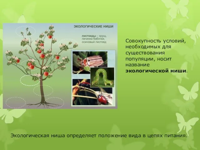 Совокупность условий, необходимых для существования популяции, носит название экологической ниши. Экологическая