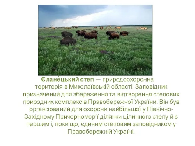 Єлане́цький степ — природоохоронна територія в Миколаївській області. Заповідник призначений для