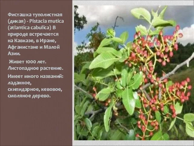 Фисташка туполистная (дикая) - Pistacia mutica (atlantica cabulica) В природе встречается