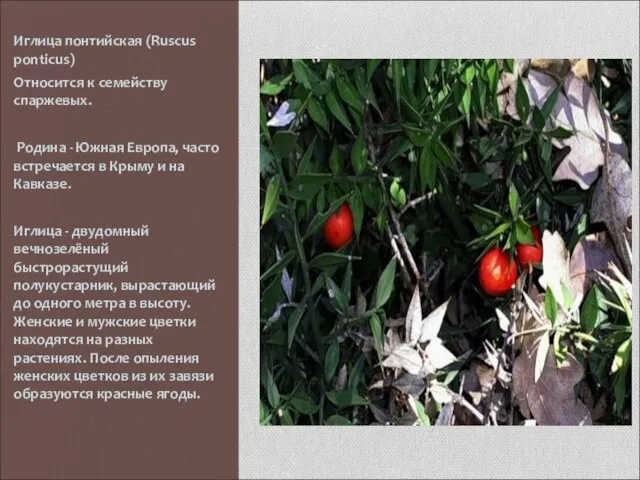 Иглица понтийская (Ruscus ponticus) Относится к семейству спаржевых. Родина - Южная