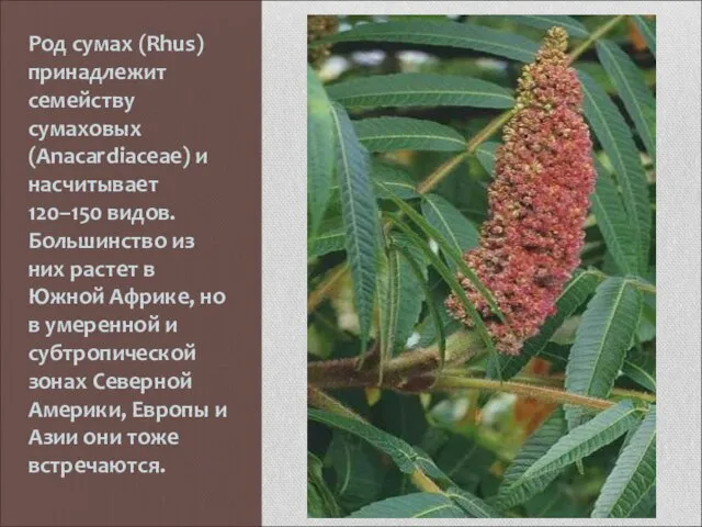 Род сумах (Rhus) принадлежит семейству сумаховых (Anacardiaceae) и насчитывает 120–150 видов.