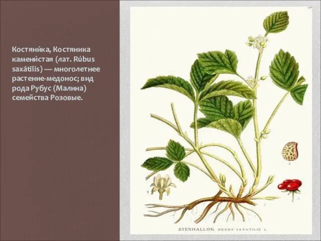 Костяни́ка, Костяника камени́стая (лат. Rúbus saxátilis) — многолетнее растение-медонос; вид рода Рубус (Малина) семейства Розовые.