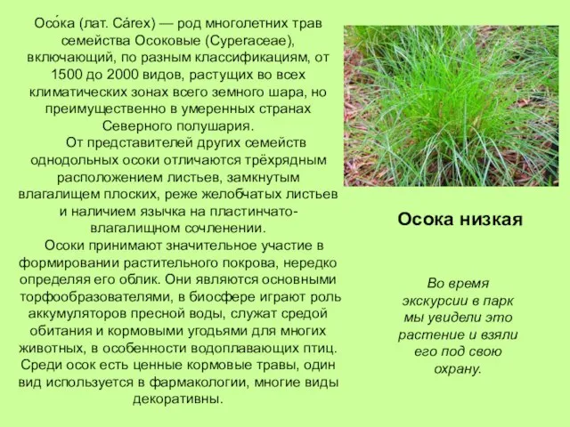 Осо́ка (лат. Cárex) — род многолетних трав семейства Осоковые (Cyperaceae), включающий,