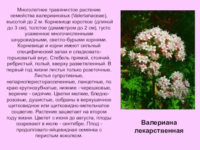 Многолетнее травянистое растение семейства валериановых (Valerianaceae), высотой до 2 м. Корневище