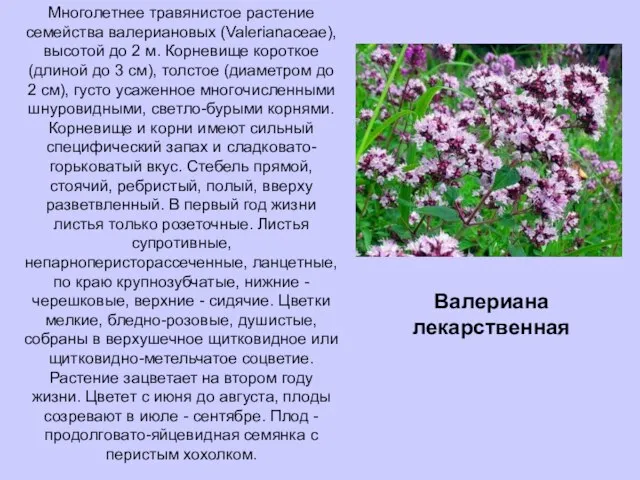 Многолетнее травянистое растение семейства валериановых (Valerianaceae), высотой до 2 м. Корневище