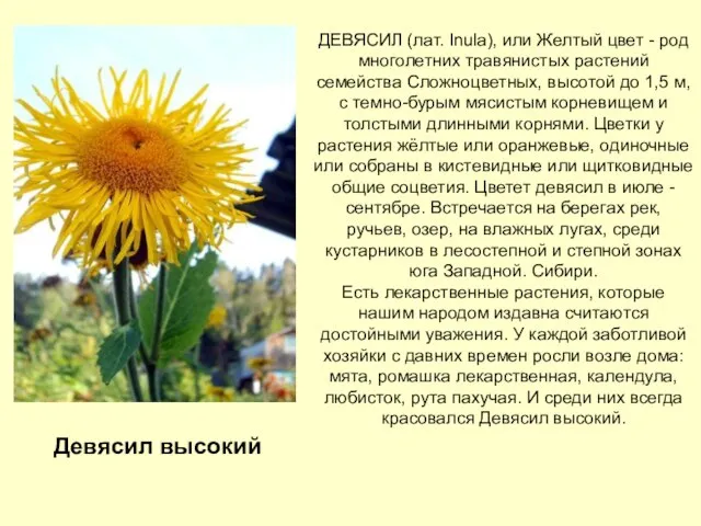 ДЕВЯСИЛ (лат. Inula), или Желтый цвет - род многолетних травянистых растений