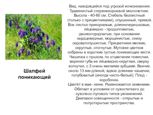 Вид, находящийся под угрозой исчезновения. Травянистый стержнекорневой многолетник. Высота - 40-80