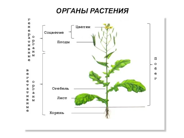 ОРГАНЫ РАСТЕНИЯ Цветки Плоды Стебель Лист Корень Соцветие П о б