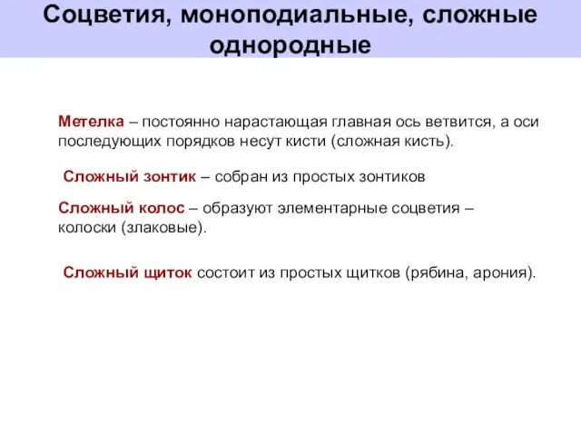 Метелка – постоянно нарастающая главная ось ветвится, а оси последующих порядков