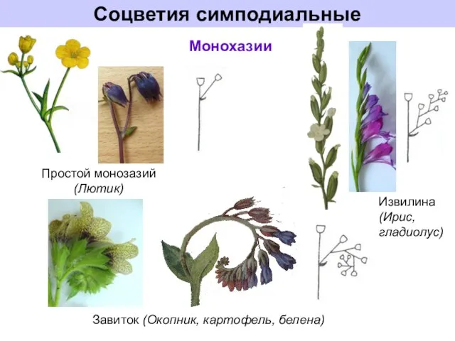 Соцветия симподиальные Простой монозазий (Лютик) Монохазии Извилина (Ирис, гладиолус) Завиток (Окопник, картофель, белена)