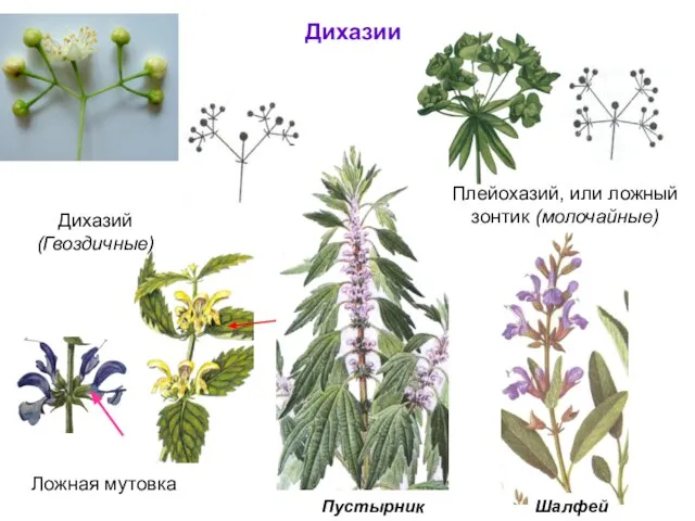 Плейохазий, или ложный зонтик (молочайные) Дихазии Дихазий (Гвоздичные) Ложная мутовка Пустырник Шалфей