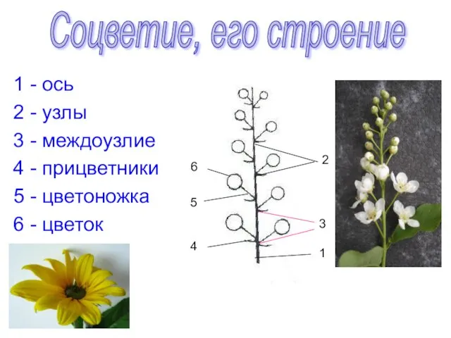 1 - ось 2 - узлы 3 - междоузлие 4 -