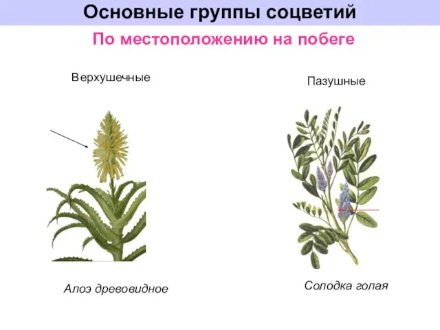 Основные группы соцветий По местоположению на побеге Верхушечные Пазушные Алоэ древовидное Солодка голая