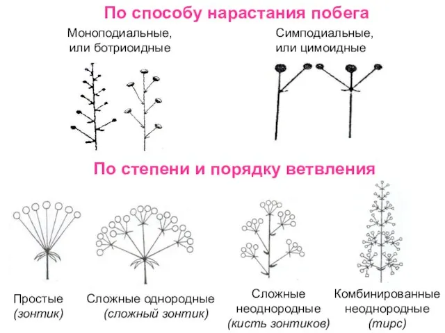 По способу нарастания побега Моноподиальные, или ботриоидные Симподиальные, или цимоидные По