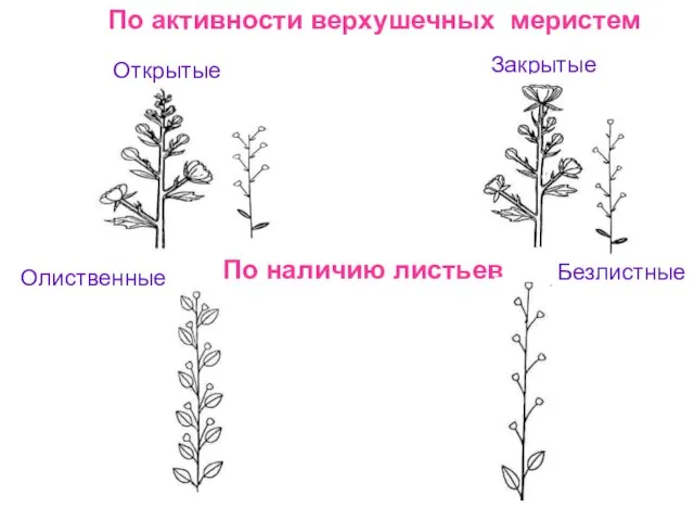 По активности верхушечных меристем Открытые Закрытые По наличию листьев Олиственные Безлистные