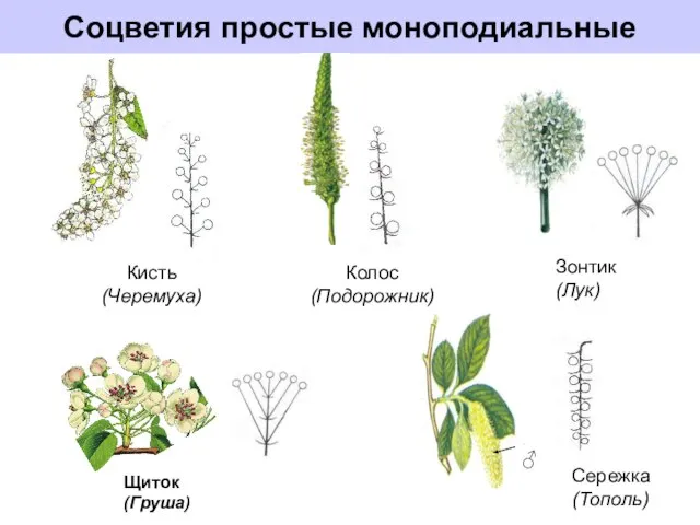 Соцветия простые моноподиальные Кисть (Черемуха) Колос (Подорожник) Зонтик (Лук) Щиток (Груша) Сережка (Тополь)