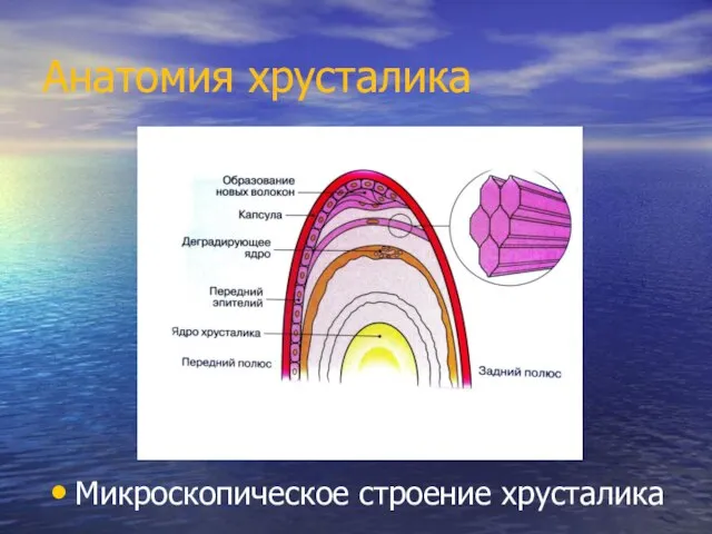 Анатомия хрусталика Микроскопическое строение хрусталика