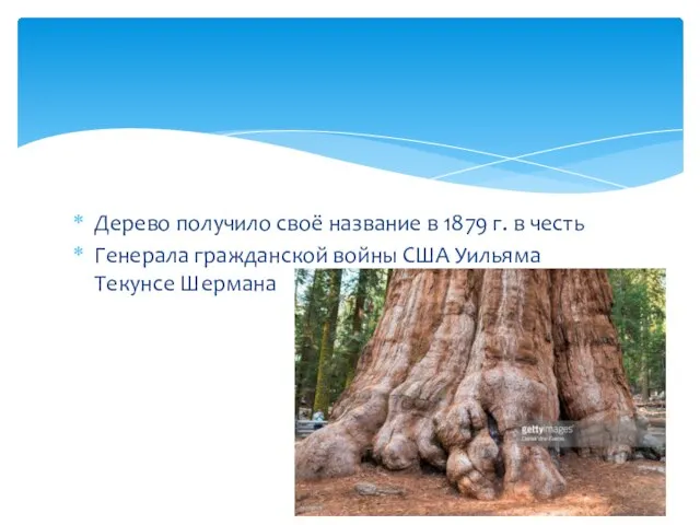 Дерево получило своё название в 1879 г. в честь Генерала гражданской войны США Уильяма Текунсе Шермана