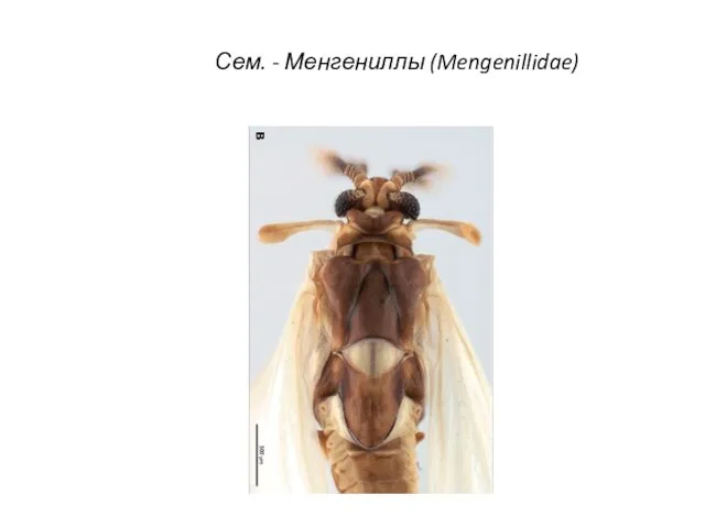 Сем. - Менгениллы (Mengenillidae)