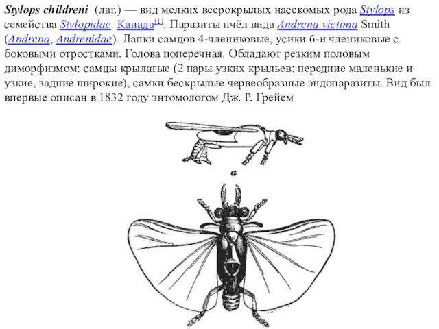 Stylops childreni (лат.) — вид мелких веерокрылых насекомых рода Stylops из