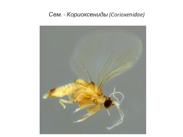 Сем. - Кориоксениды (Corioxenidae)