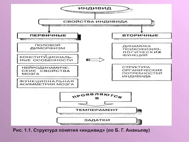 Рис. 1.1. Структура понятия «индивид» (по Б. Г. Ананьеву)