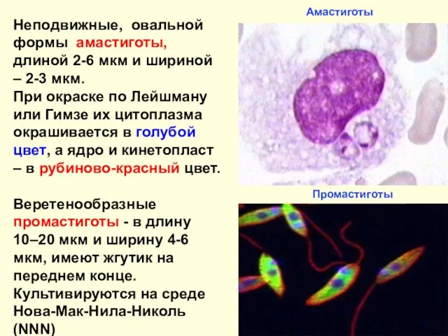 Амастиготы Промастиготы Неподвижные, овальной формы амастиготы, длиной 2-6 мкм и шириной