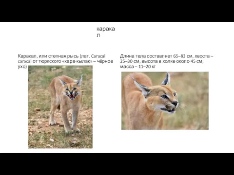 каракал Каракал, или степная рысь (лат. Caracal caracal от тюркского «кара-кылак»