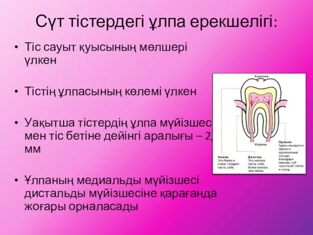 Сүт тістердегі ұлпа ерекшелігі: Тіс сауыт қуысының мөлшері үлкен Тістің ұлпасының