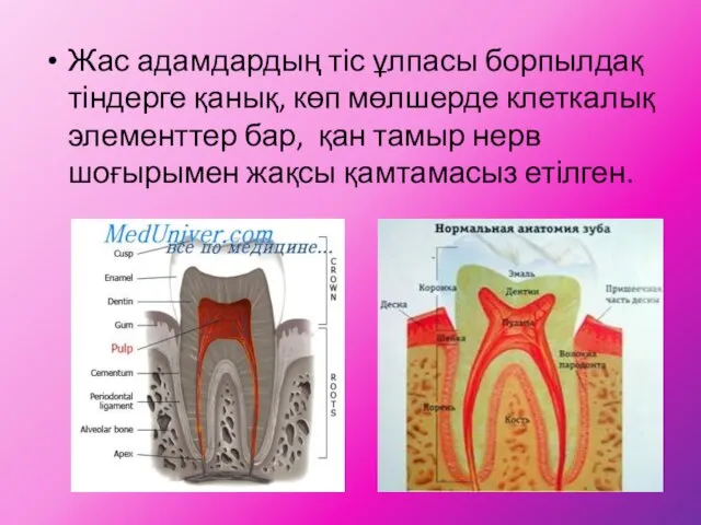 Жас адамдардың тіс ұлпасы борпылдақ тіндерге қанық, көп мөлшерде клеткалық элементтер