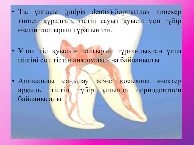 Тіс ұлпасы (pulpis dentis)-борпылдақ дәнекер тіннен құралған, тістің сауыт қуысы мен