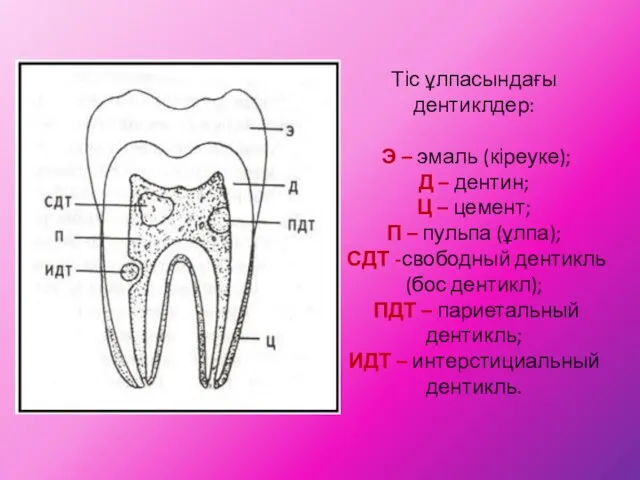 Тіс ұлпасындағы дентиклдер: Э – эмаль (кіреуке); Д – дентин; Ц