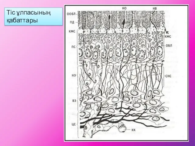 Тіс ұлпасының қабаттары