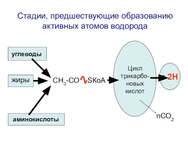 жиры углеводы аминокислоты СН3-СО SКоА Цикл трикарбо-новых кислот n 2Н Стадии,