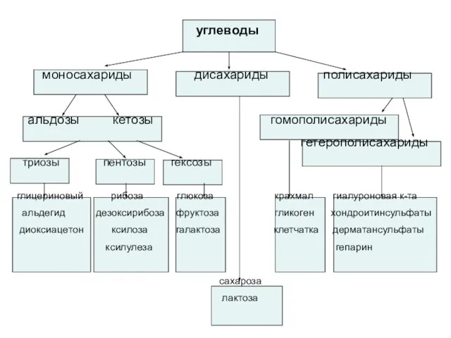 углеводы моносахариды дисахариды полисахариды альдозы кетозы гомополисахариды гетерополисахариды триозы пентозы гексозы