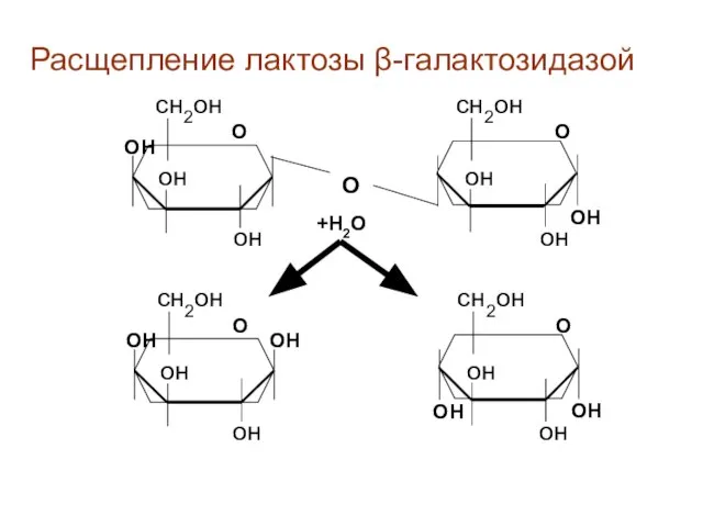 Расщепление лактозы β-галактозидазой сн2он сн2он он он он он ОН О