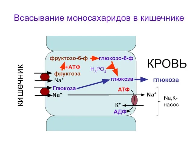 Глюкоза Na+ Nа+ К+ АТФ АДФ фруктоза Na+ фруктозо-6-ф глюкозо-6-ф глюкоза