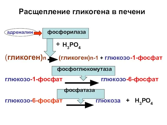 Расщепление гликогена в печени адреналин фосфорилаза + Н3РО4 (гликоген)n (гликоген)n-1 +