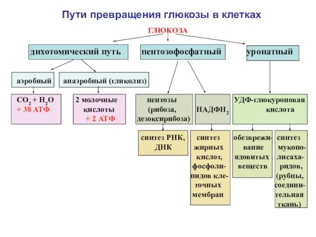 ГЛЮКОЗА дихотомический путь пентозофосфатный уронатный аэробный анаэробный (гликолиз) СО2 + Н2О