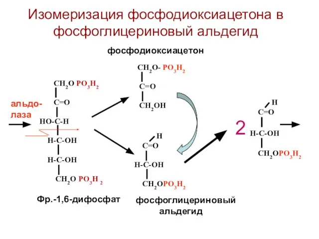 СН2О РО3Н2 С=О НО-С-Н Н-С-ОН Н-С-ОН СН2О РО3Н 2 Н С=О