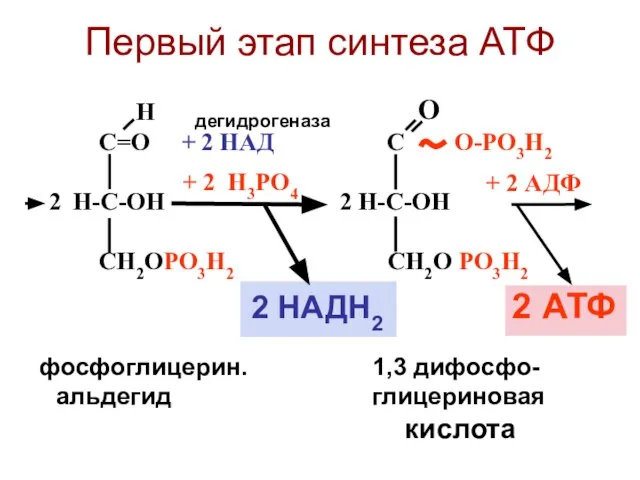 Н С=О + 2 НАД С О-РО3Н2 Н-С-ОН 2 Н-С-ОН СН2ОРО3Н2